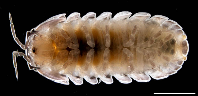 タマコシビロダンゴムシ属の1種 (Spherillo sp.)