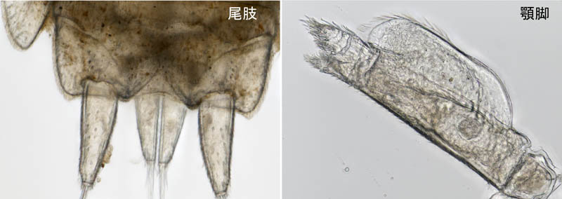 ナガワラジムシ(Haplophthalmus danicus)