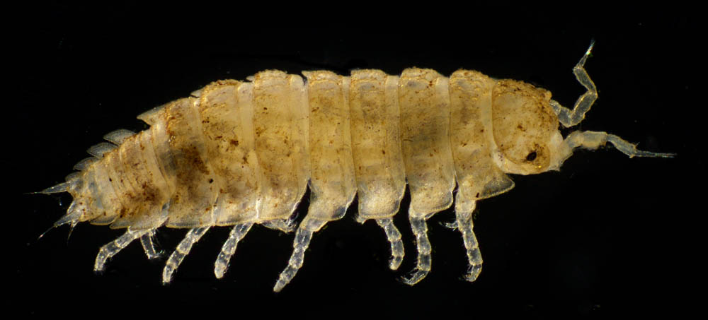ナガワラジムシ（Haplophthalmus danicus）