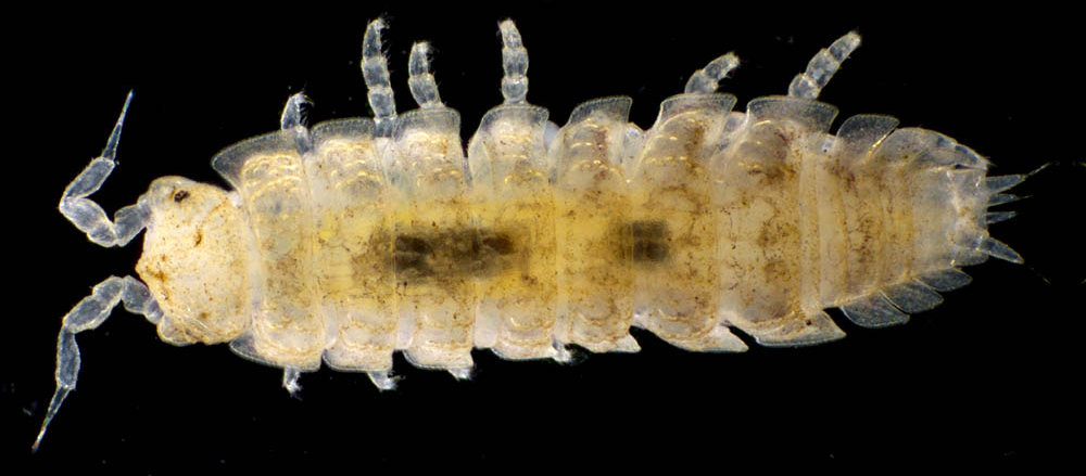 ナガワラジムシ（Haplophthalmus danicus）
