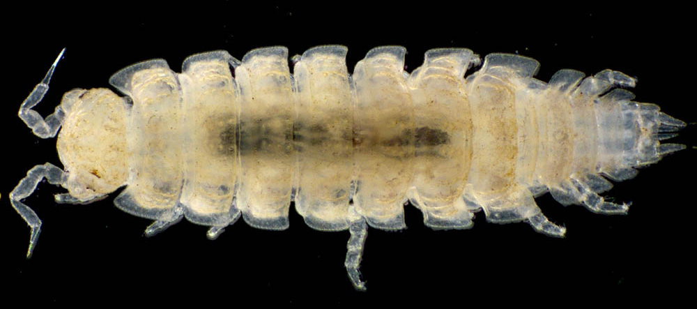 ナガワラジムシ（Haplophthalmus danicus）