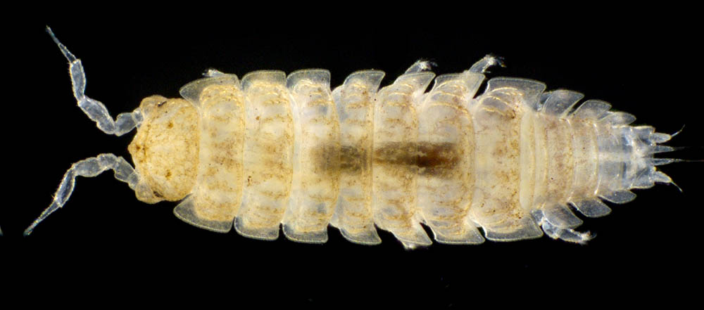 ナガワラジムシ（Haplophthalmus danicus）