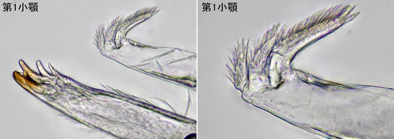 ナガワラジムシ（Haplophthalmus danicus）