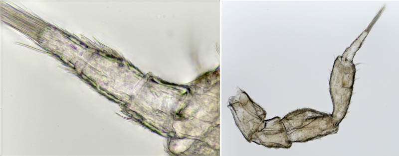 ナガワラジムシ（Haplophthalmus danicus）