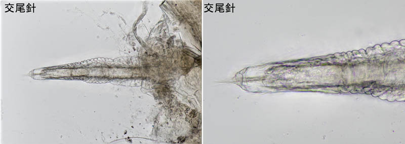 ナガワラジムシ（Haplophthalmus danicus）
