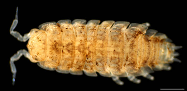 ナガワラジムシ（Haplophthalmus danicus）