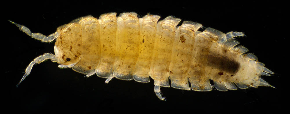 ナガワラジムシ（Haplophthalmus danicus）