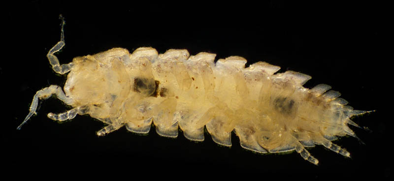 ナガワラジムシ（Haplophthalmus danicus）