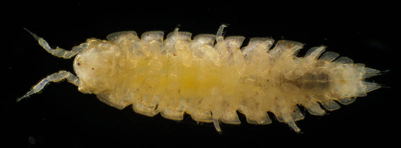 ナガワラジムシ（Haplophthalmus danicus）