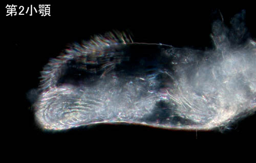 ナガワラジムシ（Haplophthalmus danicus）