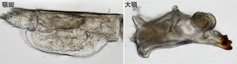 ナガワラジムシ（Haplophthalmus danicus）