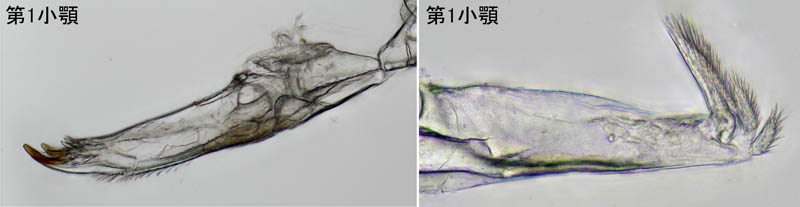 ナガワラジムシ（Haplophthalmus danicus）