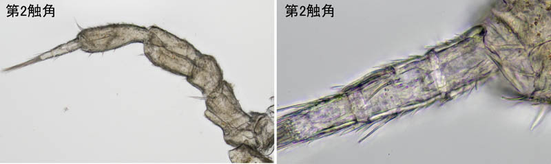 ナガワラジムシ（Haplophthalmus danicus）