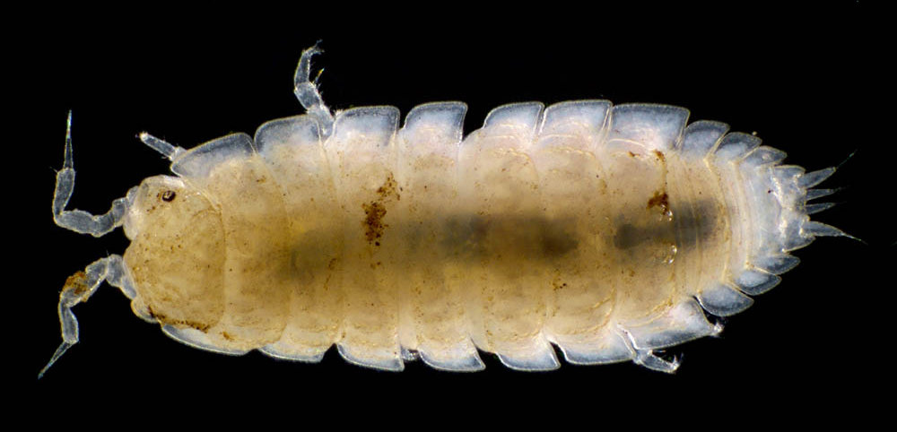 ナガワラジムシ（Haplophthalmus danicus）