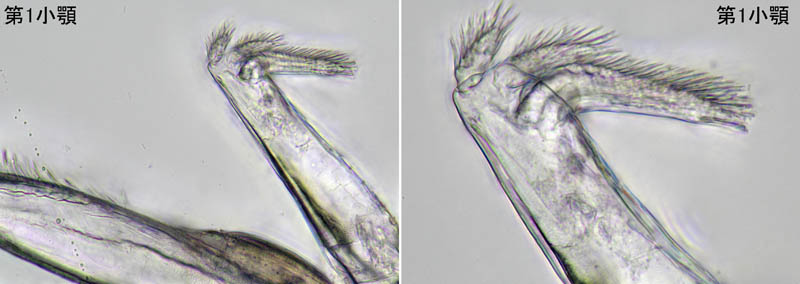 ナガワラジムシ（Haplophthalmus danicus）