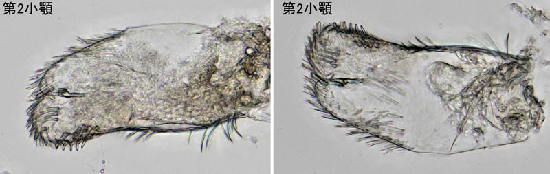 ナガワラジムシ（Haplophthalmus danicus）
