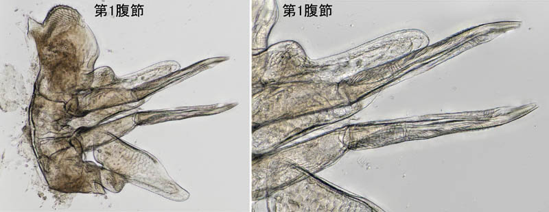 ナガワラジムシ（Haplophthalmus danicus）