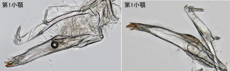 ナガワラジムシ（Haplophthalmus danicus）