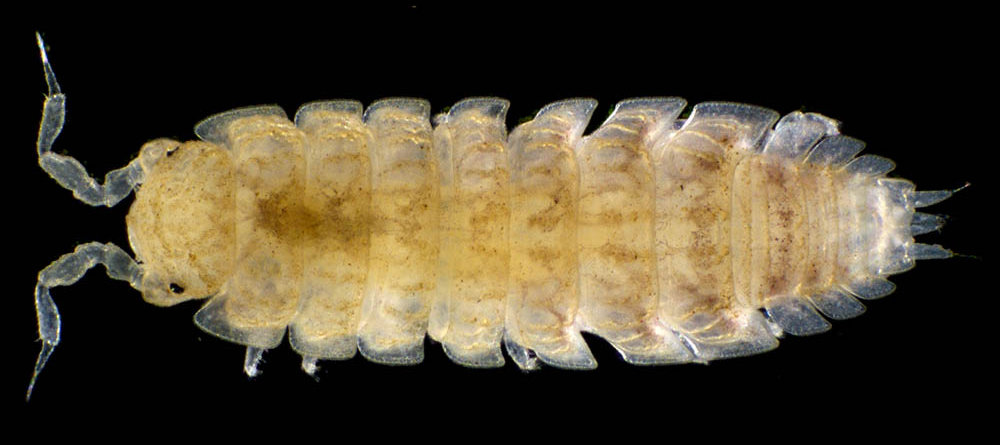 ナガワラジムシ（Haplophthalmus danicus）