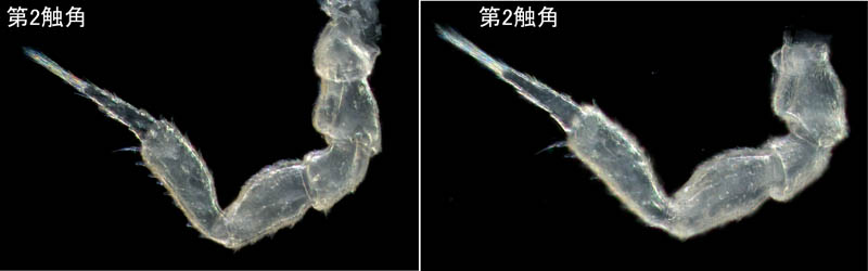 ナガワラジムシ（Haplophthalmus danicus）