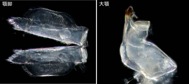 ナガワラジムシ（Haplophthalmus danicus）