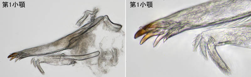 ナガワラジムシ（Haplophthalmus danicus）