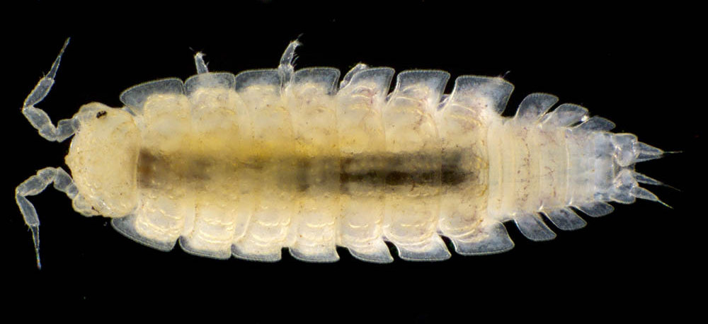 ナガワラジムシ（Haplophthalmus danicus）