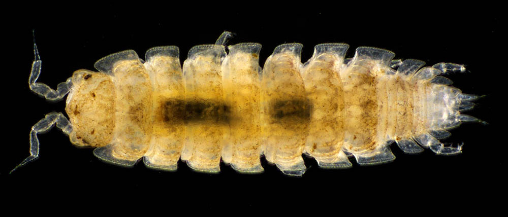 ナガワラジムシ（Haplophthalmus danicus）