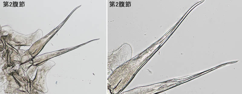 ナガワラジムシ（Haplophthalmus danicus）